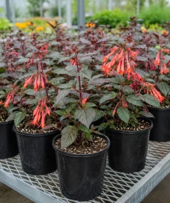 Orange Fuchsia Live Plant – 4-6 inch Tall, 5 Inch Pot – Outdoor Flower - Image 6