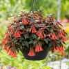 Orange Fuchsia Live Plant – 4-6 inch Tall, 5 Inch Pot – Outdoor Flower - Image 1