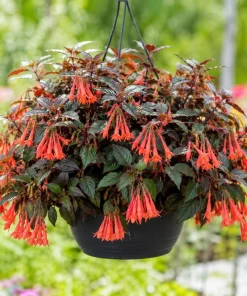 Orange Fuchsia Live Plant – 4-6 inch Tall, 5 Inch Pot – Outdoor Flower - Image 1