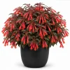 Orange Fuchsia Live Plant for Home Garden, 4-6 inch Tall, 5 Inch Pot - Image 1
