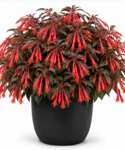 Orange Fuchsia Live Plant for Home Garden, 4-6 inch Tall, 5 Inch Pot - Image 1