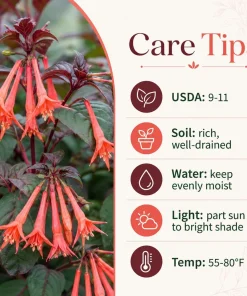 Orange Fuchsia Live Plant for Home Garden, 4-6 inch Tall, 5 Inch Pot - Image 4