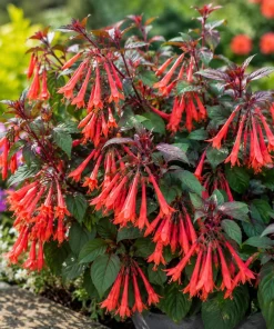 Orange Fuchsia Live Plant for Home Garden, 4-6 inch Tall, 5 Inch Pot - Image 5