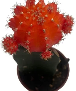 Orange Grafted Moon Cactus Live Plant – 2.5 Inch Pot – Indoor Succulent - Image 2