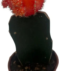 Orange Grafted Moon Cactus Live Plant – 2.5 Inch Pot – Indoor Succulent - Image 3