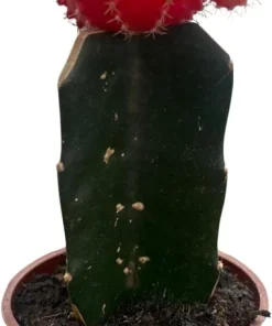 Orange Grafted Moon Cactus Live Plant – 2.5 Inch Pot – Indoor Succulent - Image 4