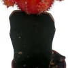 Orange Grafted Moon Cactus Live Plant – 2.5 Inch Pot – Indoor Succulent - Image 1