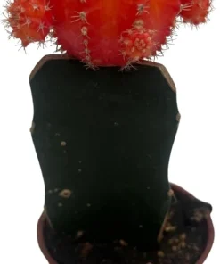 Orange Grafted Moon Cactus Live Plant – 2.5 Inch Pot – Indoor Succulent - Image 1