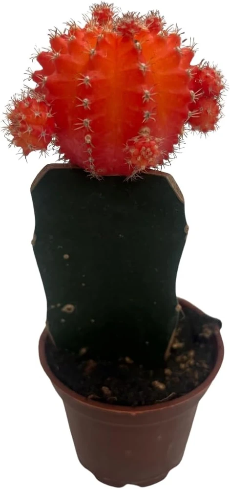 Orange Grafted Moon Cactus Live Plant – 2.5 Inch Pot – Indoor Succulent - Image 1