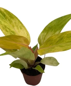 Orange Marmalade Philodendron Live Plant - 2 Inch Pot - Indoor Tropical - Image 2