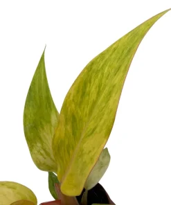 Orange Marmalade Philodendron Live Plant - 2 Inch Pot - Indoor Tropical - Image 3