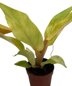 Orange Marmalade Philodendron Live Plant - 2 Inch Pot - Indoor Tropical - Image 4