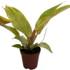Orange Marmalade Philodendron Live Plant - 2 Inch Pot - Indoor Tropical - Image 1