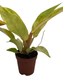 Orange Marmalade Philodendron Live Plant - 2 Inch Pot - Indoor Tropical - Image 1