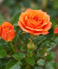 Orange Miniature Rose Live Plant - Mini Rose Bush, 4-6 In. Tall in 4 In. Pot, Outdoor - Image 2