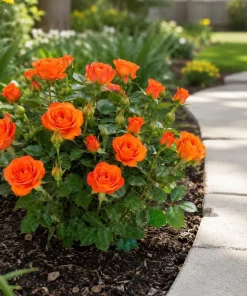 Orange Miniature Rose Live Plant - Mini Rose Bush, 4-6 In. Tall in 4 In. Pot, Outdoor - Image 3