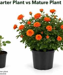 Orange Miniature Rose Live Plant - Mini Rose Bush, 4-6 In. Tall in 4 In. Pot, Outdoor - Image 4