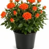 Orange Miniature Rose Live Plant - Mini Rose Bush, 4-6 In. Tall in 4 In. Pot, Outdoor - Image 1