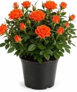 Orange Miniature Rose Live Plant - Mini Rose Bush, 4-6 In. Tall in 4 In. Pot, Outdoor - Image 1