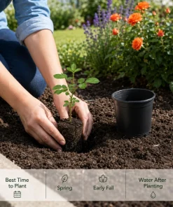 Orange Miniature Rose Live Plant - Mini Rose Bush, 4-6 In. Tall in 4 In. Pot, Outdoor - Image 5