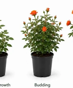 Orange Miniature Rose Live Plant - Mini Rose Bush, 4-6 In. Tall in 4 In. Pot, Outdoor - Image 6