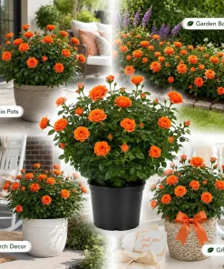 Orange Miniature Rose Live Plant - Mini Rose Bush, 4-6 In. Tall in 4 In. Pot, Outdoor - Image 8