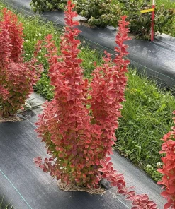 Orange Pillar Barberry Live Plant – 4 inch Pot – Deciduous Shrub for Full Sun - Image 2