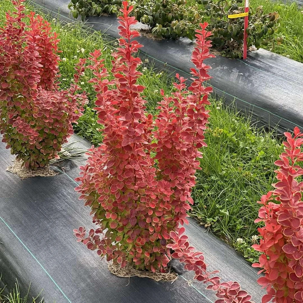 Orange Pillar Barberry Live Plant – 4 inch Pot – Deciduous Shrub for Full Sun - Image 2