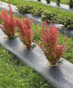 Orange Pillar Barberry Live Plant – 4 inch Pot – Deciduous Shrub for Full Sun - Image 4