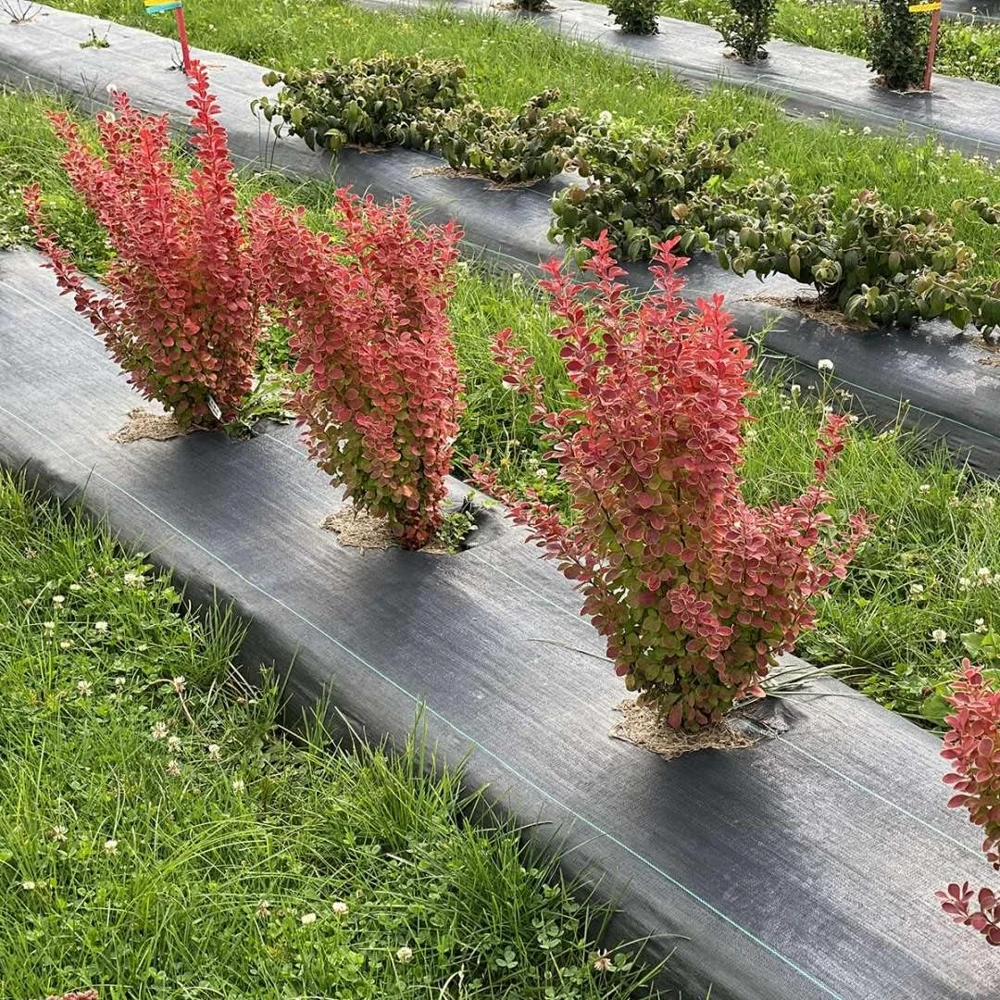 Orange Pillar Barberry Live Plant – 4 inch Pot – Deciduous Shrub for Full Sun - Image 4