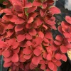 Orange Pillar Barberry Live Plant – 4 inch Pot – Deciduous Shrub for Full Sun - Image 1