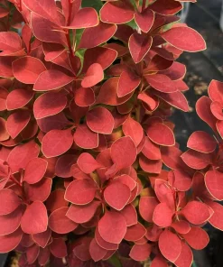 Orange Pillar Barberry Live Plant – 4 inch Pot – Deciduous Shrub for Full Sun - Image 1