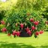 Orange Red Fuchsia Live Plant - 4-6 inch Tall, 5 Inch Pot - Indoor/Outdoor - Image 1
