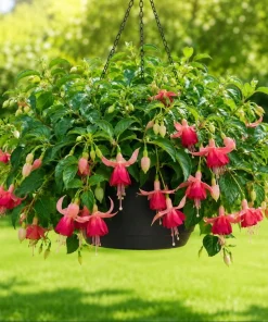 Orange Red Fuchsia Live Plant - 4-6 inch Tall, 5 Inch Pot - Indoor/Outdoor - Image 1
