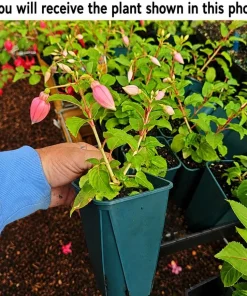 Orange Red Fuchsia Live Plant - 4-6 inch Tall, 5 Inch Pot - Indoor/Outdoor - Image 2