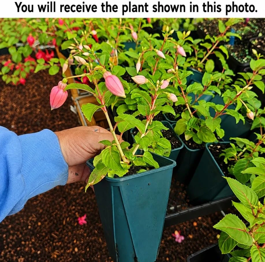 Orange Red Fuchsia Live Plant - 4-6 inch Tall, 5 Inch Pot - Indoor/Outdoor - Image 2