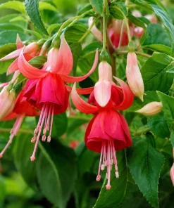 Orange Red Fuchsia Live Plant - 4-6 inch Tall, 5 Inch Pot - Indoor/Outdoor - Image 3