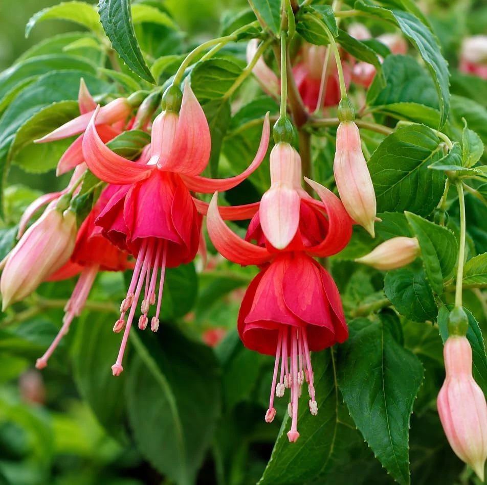 Orange Red Fuchsia Live Plant - 4-6 inch Tall, 5 Inch Pot - Indoor/Outdoor - Image 3