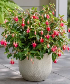 Orange Red Fuchsia Live Plant - 4-6 inch Tall, 5 Inch Pot - Indoor/Outdoor - Image 5