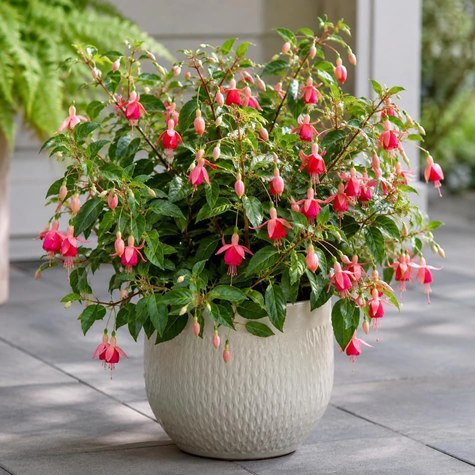 Orange Red Fuchsia Live Plant - 4-6 inch Tall, 5 Inch Pot - Indoor/Outdoor - Image 5
