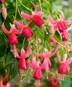 Orange Red Fuchsia Live Plant - 4-6 inch Tall, 5 Inch Pot - Indoor/Outdoor - Image 6