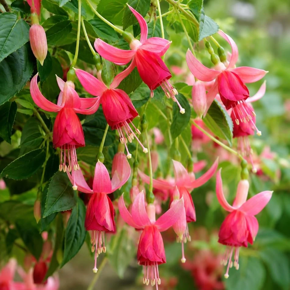 Orange Red Fuchsia Live Plant - 4-6 inch Tall, 5 Inch Pot - Indoor/Outdoor - Image 6