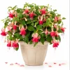 Orange Red Fuchsia Live Plant, White Flowers, 4-6 inch Tall, 6 Inch Pot, Outdoor - Image 1