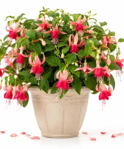 Orange Red Fuchsia Live Plant, White Flowers, 4-6 inch Tall, 6 Inch Pot, Outdoor - Image 1