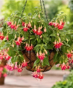 Orange Red Fuchsia Live Plant, White Flowers, 4-6 inch Tall, 6 Inch Pot, Outdoor - Image 7