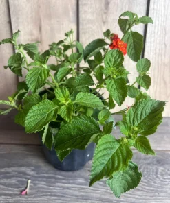Orange Red Lantana in 6