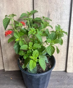 Orange Red Lantana in 6