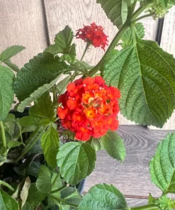 Orange Red Lantana in 6