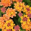 Orange Red Lantana in 6" Pot, Lantana Camara , Tropical Flowering Plant , Butterfly Garden Plant , Indoor Outdoor Plant - Image 1