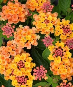 Orange Red Lantana in 6